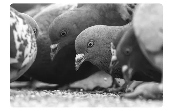 Zwart-witfoto van een groep duiven die dicht op elkaar op de grond eten.