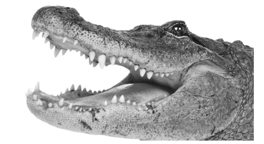 Foto van de kop van een krokodil met open bek en scherpe tanden tegen een witte achtergrond.