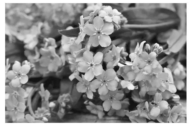 Zwart-witfoto van een bos kleine bloemen met vijf bloemblaadjes.