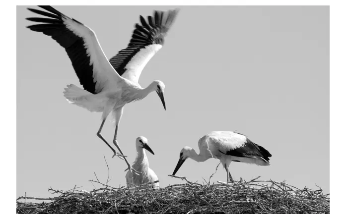 Zwart-witfoto van ooievaars op een nest, met een jong en een volwassen vogel die de vleugels spreidt.