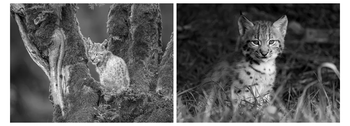 Twee zwart-witfoto's van een jonge lynx, een op een boomstam en een in het gras.