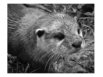 Zwart-witfoto van de kop van een otter in het gras.